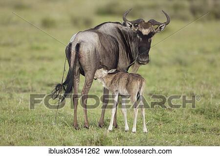 Stock Image - "Blue Wildebeest (Connochaetes taurinus) suckling newborn calf, Serengeti, Tanzania, Africa". Fotosearch