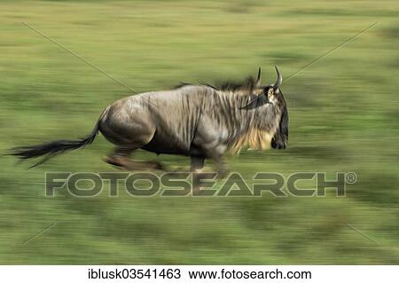 "Blue Wildebeest (Connochaetes taurinus), running, Serengeti, Tanzania, Africa" View Large Photo Image Stock Image - "Blue Wildebeest (Connochaetes taurinus), running, Serengeti, Tanzania, Africa". Fotosearch