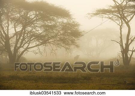 Stock Image - "Blue Wildebeest (Connochaetes taurinus) in the morning mist, Serengeti, Tanzania, Africa". Fotosearch