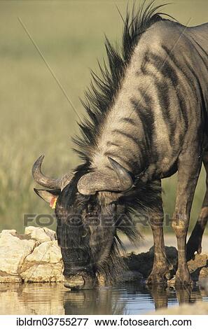 "Blue Wildebeest (Connochaetes taurinus), Kunene Region, Namibia, Africa" View Large Photo Image Stock Photo - "Blue Wildebeest (Connochaetes taurinus), Kunene Region, Namibia, Africa". Fotosearch