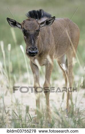 "Blue Wildebeest (Connochaetes taurinus), Kunene Region, Namibia, Africa" View Large Photo Image Stock Photo - "Blue Wildebeest (Connochaetes taurinus), Kunene Region, Namibia, Africa". Fotosearch