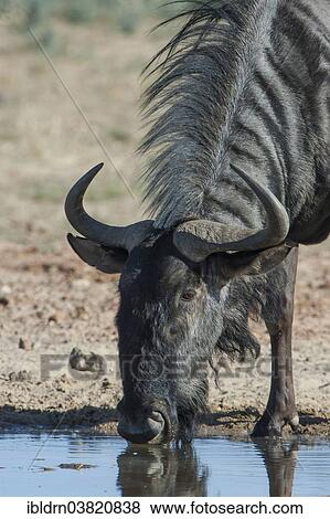 "Blue Wildebeest (Connochaetes taurinus) drinking at a waterhole, Kgalagadi Transfrontier Park, Northern Province, South Africa, Africa" View Large Photo Image Stock Photo - "Blue Wildebeest (Connochaetes taurinus) drinking at a waterhole, Kgalagadi Transfrontier Park, Northern Province, South Africa, Africa". Fotosearch