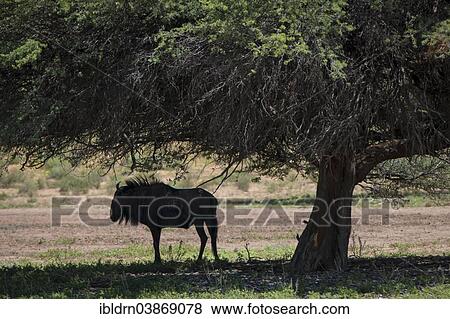 Stock Photo - "Blue Wildebeest (Connochaetes taurinus) standing in the shade under a tree, Kgalagadi Transfrontier Park, Northern Cape, South Africa, Africa". Fotosearch