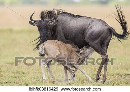 "Blue Wildebeest (Connochaetes taurinus) suckling calf, Liuwa Plain National Park, Western Province, Zambia, Africa" View Large Photo Image Stock Photo - "Blue Wildebeest (Connochaetes taurinus) suckling calf, Liuwa Plain National Park, Western Province, Zambia, Africa". Fotosearch