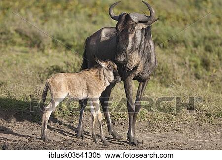 Stock Photography - "Blue Wildebeest (Connochaetes taurinus) with newborn calf, Serengeti, Tanzania, Africa". Fotosearch
