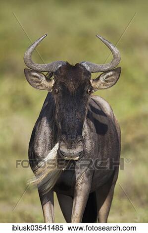 Stock Photography - "Blue Wildebeest (Connochaetes taurinus), Serengeti, Tanzania, Africa". Fotosearch