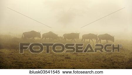 "Blue Wildebeest (Connochaetes taurinus) in the morning mist, Serengeti, Tanzania, Africa" View Large Photo Image Stock Photography - "Blue Wildebeest (Connochaetes taurinus) in the morning mist, Serengeti, Tanzania, Africa". Fotosearch