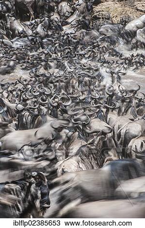 "Blue Wildebeest (Connochaetus taurinus), herd, crossing river during migration, motion blur, Massai Mara, Serengeti, Rift Valley province, Kenya, Africa" View Large Photo Image Stock Image - "Blue Wildebeest (Connochaetus taurinus), herd, crossing river during migration, motion blur, Massai Mara, Serengeti, Rift Valley province, Kenya, Africa". Fotosearch