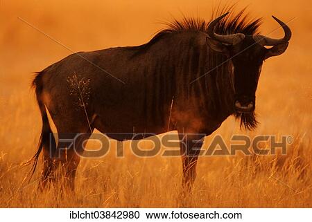 "Blue Wildebeest or Brindled Gnu (Connochaetes taurinus taurinus) at sunrise, Etosha National Park, Namibia, Africa" View Large Photo Image Stock Image - "Blue Wildebeest or Brindled Gnu (Connochaetes taurinus taurinus) at sunrise, Etosha National Park, Namibia, Africa". Fotosearch