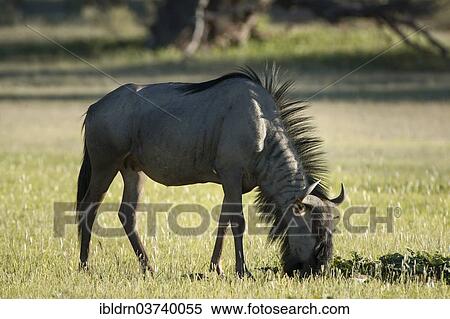 "Blue Wildebeest, White-bearded Gnu or Common Wildebeest (Connochaetes taurinus), Kgalagadi Transfrontier Park, Nossob, South Africa, Africa" View Large Photo Image Stock Photography - "Blue Wildebeest, White-bearded Gnu or Common Wildebeest (Connochaetes taurinus), Kgalagadi Transfrontier Park, Nossob, South Africa, Africa". Fotosearch