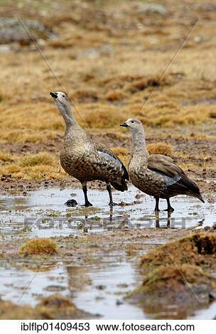 Stock Image - "Blue-winged Goose (Cyanochen cyanopterus), adult pair, male calling, standing in upland bog, Bale Mountains National Park, Oromia, Ethiopia, Africa". Fotosearch