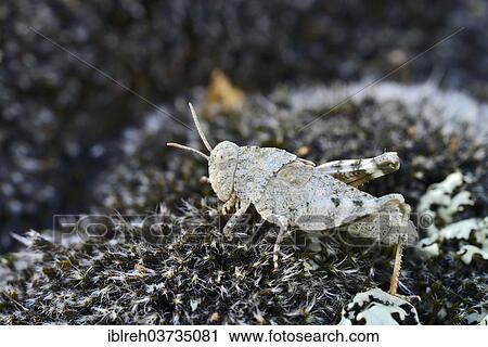 "Blue-winged Grasshopper (Oedipoda coerulescens), Sudtirol, Italy, Europe" View Large Photo Image Stock Image - "Blue-winged Grasshopper (Oedipoda coerulescens), Sudtirol, Italy, Europe". Fotosearch