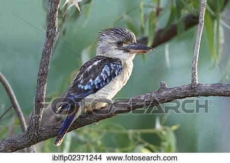 Picture - "Blue-winged Kookaburra (Dacelo leachii), adult male, perched on branch, Northern Territory, Australia, Oceania". Fotosearch
