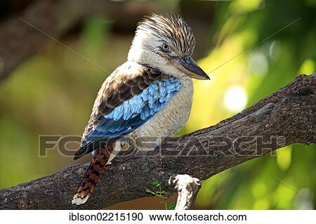 Stock Image - "Blue-winged Kookaburra (Dacelo leachii), adult, perched on a tree, native to Australia, captive, World of Birds Wildlife Sanctuary, Hout Bay near Cape Town, South Africa, Africa". Fotosearch
