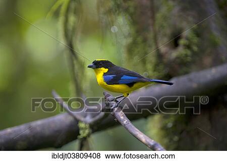 "Blue-winged Mountain Tanager (Anisognathus somptuosus) male, Choco, Ecuador, South America" View Large Photo Image Stock Photo - "Blue-winged Mountain Tanager (Anisognathus somptuosus) male, Choco, Ecuador, South America". Fotosearch