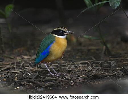 Blue-winged Pitta (Pitta moluccensis), Singapore, Asia View Large Photo Image Picture - Blue-winged Pitta (Pitta moluccensis), Singapore, Asia. Fotosearch