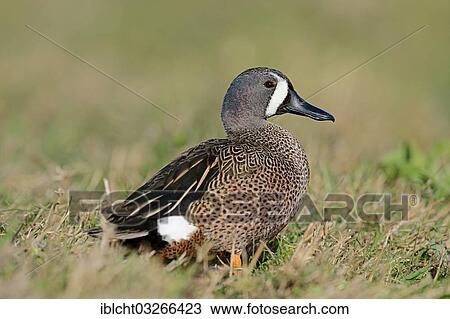Stock Image - "Blue-winged Teal (Anas discors), drake on the shore, Florida, United States, North America". Fotosearch