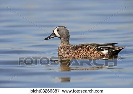Stock Photo - "Blue-winged Teal (Anas discors), drake swimming, Florida, United States, North America". Fotosearch