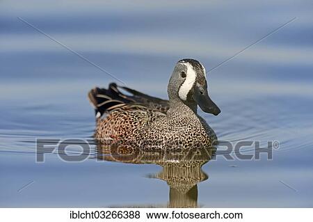 "Blue-winged Teal (Anas discors), drake swimming, Florida, United States, North America" View Large Photo Image Stock Photo - "Blue-winged Teal (Anas discors), drake swimming, Florida, United States, North America". Fotosearch