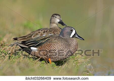 Stock Photo - "Blue-winged Teal (Anas discors) pair on the shore, Florida, United States, North America". Fotosearch