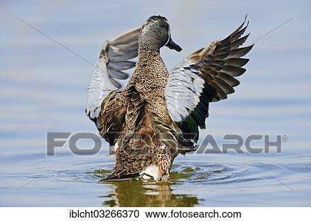 "Blue-winged Teal (Anas discors), drake, beating its wings, Florida, United States, North America" View Large Photo Image Stock Image - "Blue-winged Teal (Anas discors), drake, beating its wings, Florida, United States, North America". Fotosearch