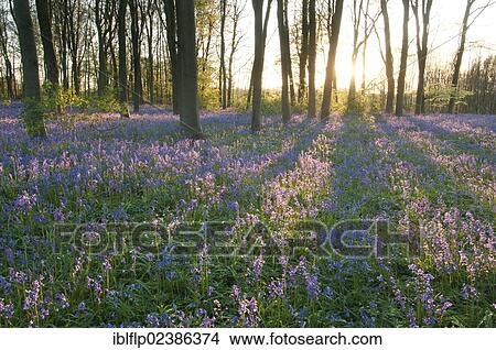 "Bluebell (Endymion non-scriptus, Hyacinthoides non-scripta), flowering mass, growing in Common Beech (Fagus sylvatica) woodland habitat, in evening sunlight, Kent, England, United Kingdom, Europe" View Large Photo Image Picture - "Bluebell (Endymion non-scriptus, Hyacinthoides non-scripta), flowering mass, growing in Common Beech (Fagus sylvatica) woodland habitat, in evening sunlight, Kent, England, United Kingdom, Europe". Fotosearch