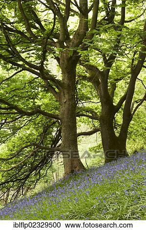 "Bluebell (Endymion non-scriptus), flowering mass, growing on steep hillside in woodland habitat, Shropshire, England, United Kingdom, Europe" View Large Photo Image Stock Image - "Bluebell (Endymion non-scriptus), flowering mass, growing on steep hillside in woodland habitat, Shropshire, England, United Kingdom, Europe". Fotosearch