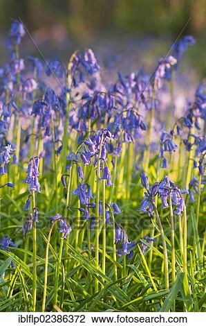 "Bluebell (Endymion non-scriptus, Hyacinthoides non-scripta), flowering mass, in evening sunlight, Kent, England, United Kingdom, Europe" View Large Photo Image Stock Image - "Bluebell (Endymion non-scriptus, Hyacinthoides non-scripta), flowering mass, in evening sunlight, Kent, England, United Kingdom, Europe". Fotosearch