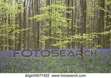 "Bluebells (Hyacinthoides non-scripta) in a beech forest, Hallerbos, Belgium, Europe" View Large Photo Image Stock Image - "Bluebells (Hyacinthoides non-scripta) in a beech forest, Hallerbos, Belgium, Europe". Fotosearch