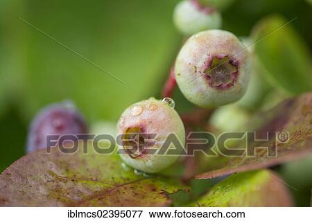 "Blueberries or bilberries (Vaccinium myrtillus), Guxhagen, North Hesse, Hesse, Germany, Europe" View Large Photo Image Stock Photo - "Blueberries or bilberries (Vaccinium myrtillus), Guxhagen, North Hesse, Hesse, Germany, Europe". Fotosearch