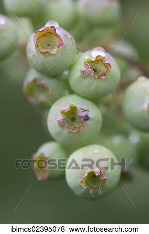 "Blueberries or bilberries (Vaccinium myrtillus), Guxhagen, North Hesse, Hesse, Germany, Europe" View Large Photo Image Stock Photo - "Blueberries or bilberries (Vaccinium myrtillus), Guxhagen, North Hesse, Hesse, Germany, Europe". Fotosearch