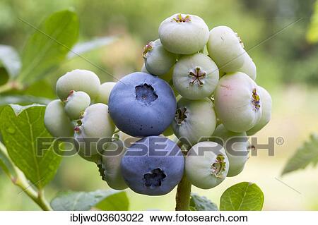 Stock Image - "Blueberries (Vaccinium corymbosum) on bush, ripe and unripe berries, Brandenburg, Germany, Europe". Fotosearch