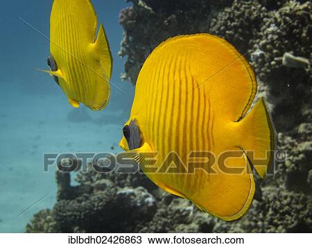 "Bluecheek Butterflyfish (Chaetodon sermilavatus), Mangrove Bay, Red Sea, Egypt, Africa" View Large Photo Image Stock Image - "Bluecheek Butterflyfish (Chaetodon sermilavatus), Mangrove Bay, Red Sea, Egypt, Africa". Fotosearch