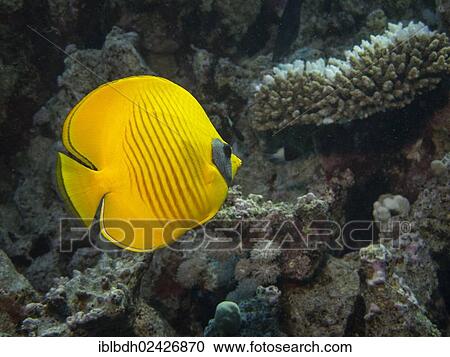"Bluecheek Butterflyfish (Chaetodon sermilavatus), Mangrove Bay, Red Sea, Egypt, Africa" View Large Photo Image Stock Image - "Bluecheek Butterflyfish (Chaetodon sermilavatus), Mangrove Bay, Red Sea, Egypt, Africa". Fotosearch