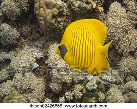 "Bluecheek Butterflyfish (Chaetodon sermilavatus), Mangrove Bay, Red Sea, Egypt, Africa" View Large Photo Image Stock Photography - "Bluecheek Butterflyfish (Chaetodon sermilavatus), Mangrove Bay, Red Sea, Egypt, Africa". Fotosearch
