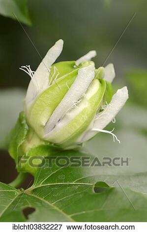 "Bluecrown Passionflower (Passiflora caerulea), bud, native to South America" View Large Photo Image Stock Photo - "Bluecrown Passionflower (Passiflora caerulea), bud, native to South America". Fotosearch