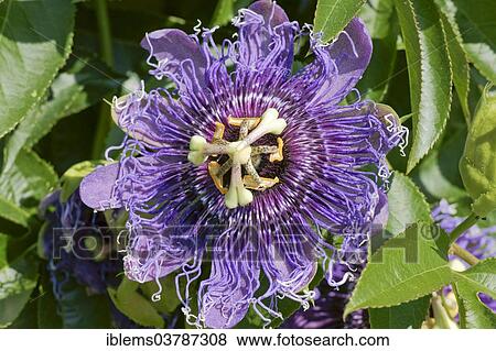 "Bluecrown Passionflower (Passiflora caerulea), Baden-Wurttemberg, Germany, Europe" View Large Photo Image Stock Photo - "Bluecrown Passionflower (Passiflora caerulea), Baden-Wurttemberg, Germany, Europe". Fotosearch