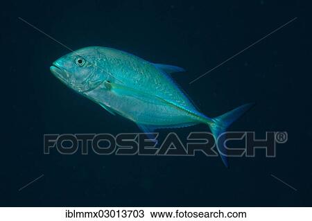 "Bluefin Trevally (Caranx melampygus), Balnek, -, Busuanga Island, Calamian Islands, Palawan, Mimaropa, Philippines, Asia" View Large Photo Image Stock Image - "Bluefin Trevally (Caranx melampygus), Balnek, -, Busuanga Island, Calamian Islands, Palawan, Mimaropa, Philippines, Asia". Fotosearch