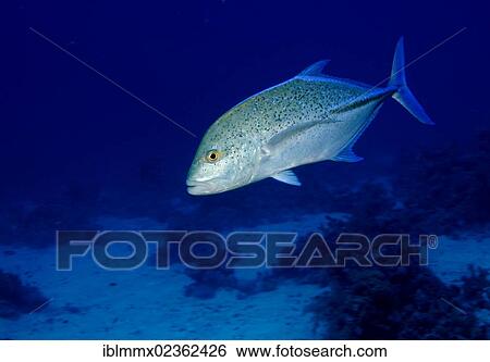 Bluefin trevally (Caranx melampygus) View Large Photo Image Stock Photograph - Bluefin trevally (Caranx melampygus). Fotosearch