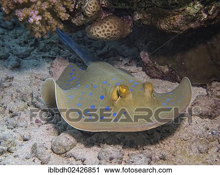 "Bluespotted Ribbontail Ray (Taeniura lymma), Mangrove Bay, Red Sea, Egypt, Africa" View Large Photo Image Stock Image - "Bluespotted Ribbontail Ray (Taeniura lymma), Mangrove Bay, Red Sea, Egypt, Africa". Fotosearch