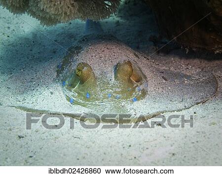 "Bluespotted Ribbontail Ray (Taeniura lymma), Mangrove Bay, Red Sea, Egypt, Africa" View Large Photo Image Stock Image - "Bluespotted Ribbontail Ray (Taeniura lymma), Mangrove Bay, Red Sea, Egypt, Africa". Fotosearch