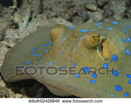 Stock Photo - "Bluespotted Ribbontail Ray (Taeniura lymma), Mangrove Bay, Red Sea, Egypt, Africa". Fotosearch