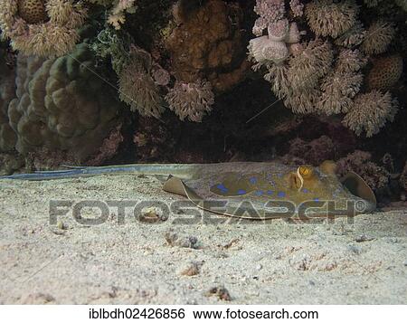 Stock Photograph - "Bluespotted Ribbontail Ray (Taeniura lymma), Mangrove Bay, Red Sea, Egypt, Africa". Fotosearch