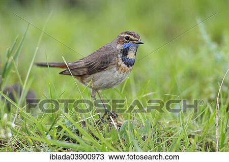 "Bluethroat (Luscinia svecica cyanecula), female perched on grass, attentive, Lauwersmeer National Park, Holland, The Netherlands, Europe" View Large Photo Image Stock Image - "Bluethroat (Luscinia svecica cyanecula), female perched on grass, attentive, Lauwersmeer National Park, Holland, The Netherlands, Europe". Fotosearch
