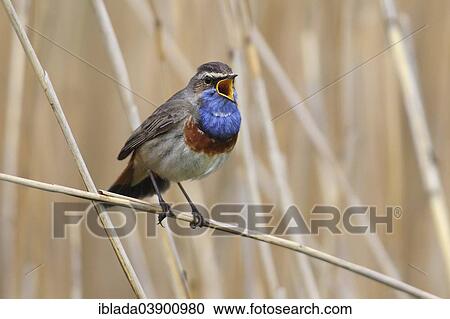 "Bluethroat (Luscinia svecica cyanecula), singing male perched on reed, Lauwersmeer National Park, Holland, The Netherlands, Europe" View Large Photo Image Stock Image - "Bluethroat (Luscinia svecica cyanecula), singing male perched on reed, Lauwersmeer National Park, Holland, The Netherlands, Europe". Fotosearch