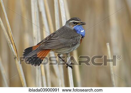 "Bluethroat (Luscinia svecica cyanecula) displaying male perched on reed, Lauwersmeer National Park, Holland, The Netherlands, Europe" View Large Photo Image Stock Image - "Bluethroat (Luscinia svecica cyanecula) displaying male perched on reed, Lauwersmeer National Park, Holland, The Netherlands, Europe". Fotosearch