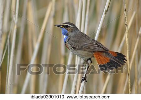 "Bluethroat (Luscinia svecica cyanecula) displaying male perched on reed, Lauwersmeer National Park, Holland, The Netherlands, Europe" View Large Photo Image Stock Image - "Bluethroat (Luscinia svecica cyanecula) displaying male perched on reed, Lauwersmeer National Park, Holland, The Netherlands, Europe". Fotosearch