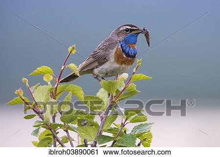 "Bluethroat (Luscinia svecica), Dovrefjell–Sunndalsfjella National Park, Norway, Europe" View Large Photo Image Stock Image - "Bluethroat (Luscinia svecica), Dovrefjell–Sunndalsfjella National Park, Norway, Europe". Fotosearch