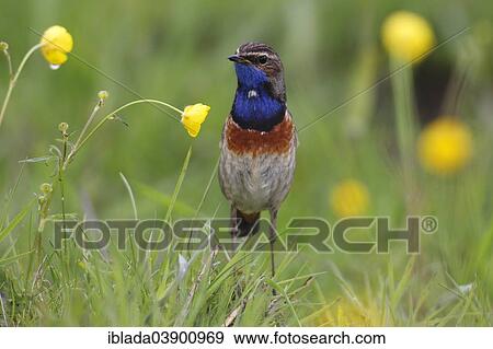 "Bluethroat (Luscinia svecica cyanecula), male perched on grass, attentive, Lauwersmeer National Park, Holland, The Netherlands, Europe" View Large Photo Image Stock Photo - "Bluethroat (Luscinia svecica cyanecula), male perched on grass, attentive, Lauwersmeer National Park, Holland, The Netherlands, Europe". Fotosearch