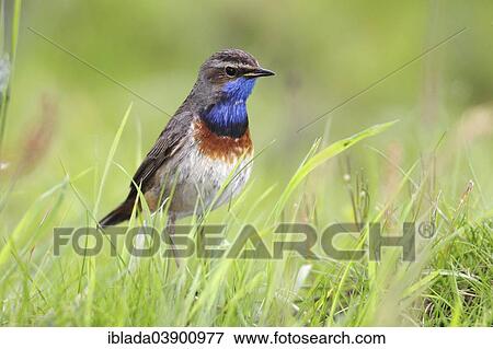 "Bluethroat (Luscinia svecica cyanecula), male perched on grass, attentive, Lauwersmeer National Park, Holland, The Netherlands, Europe" View Large Photo Image Stock Photo - "Bluethroat (Luscinia svecica cyanecula), male perched on grass, attentive, Lauwersmeer National Park, Holland, The Netherlands, Europe". Fotosearch